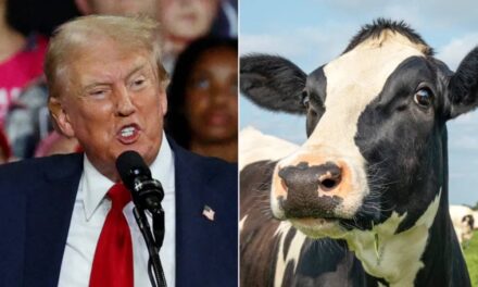 Donald Trump makes bizarre claim cows will eventually replace people if red meat is outlawed