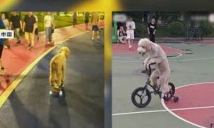 Bicycle-Pedalling Poodle Becomes Overnight Internet Sensation