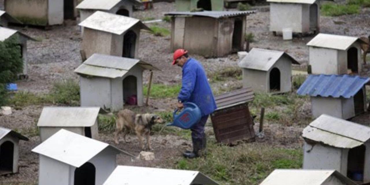 Brazilians Build Favela for Dogs