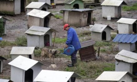 Brazilians Build Favela for Dogs