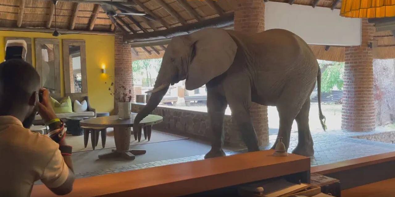 Only in Africa – Elephants Calmly Walk through Hotel Lobby