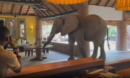 Only in Africa – Elephants Calmly Walk through Hotel Lobby