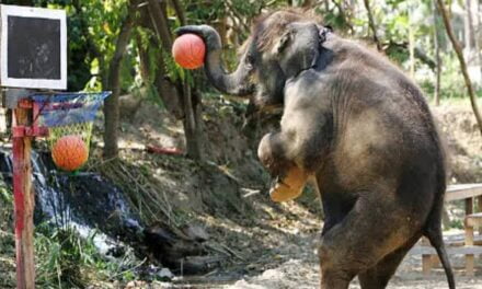 Elephant Ballers