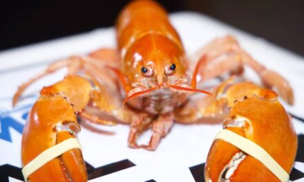 North Carolina Red Lobster receives rare orange lobster accidentally delivered to restaurant