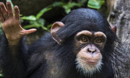 Chimps Have ‘Conversations’ Just Like Humans, Scientists Find