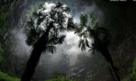 Giant sinkholes discovered containing untouched ancient forests