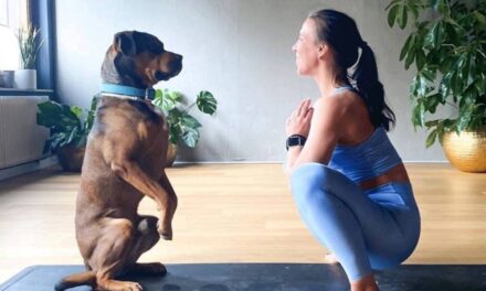 Dog yoga is apparently a thing now