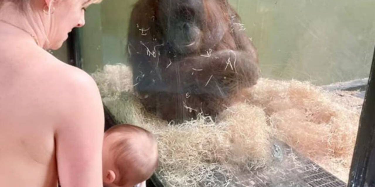 Breastfeeding Moms Unite To Teach Orangutan How To Feed Her Baby At Dublin Zoo