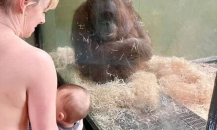 Breastfeeding Moms Unite To Teach Orangutan How To Feed Her Baby At Dublin Zoo