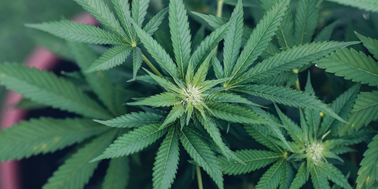 Cannabis Revealed to Have Anti-Aging Effect in The Brains of Mice