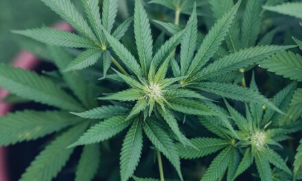 Cannabis Revealed to Have Anti-Aging Effect in The Brains of Mice