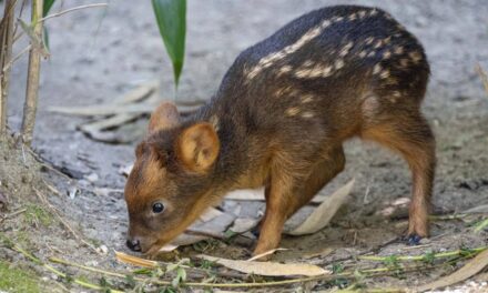 Tiny South American deer debuts at New York City zoo