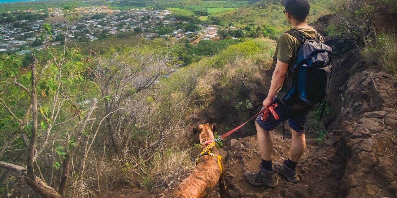 Borrow a shelter dog for a fieldtrip in Kauai – All You Need to Know