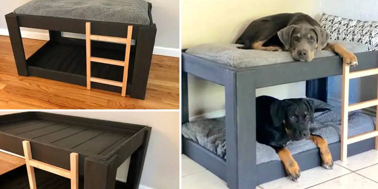 A Dog Bunk Bed Is A Stylish Way To Save Space In Smaller Homes