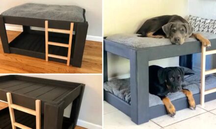 A Dog Bunk Bed Is A Stylish Way To Save Space In Smaller Homes