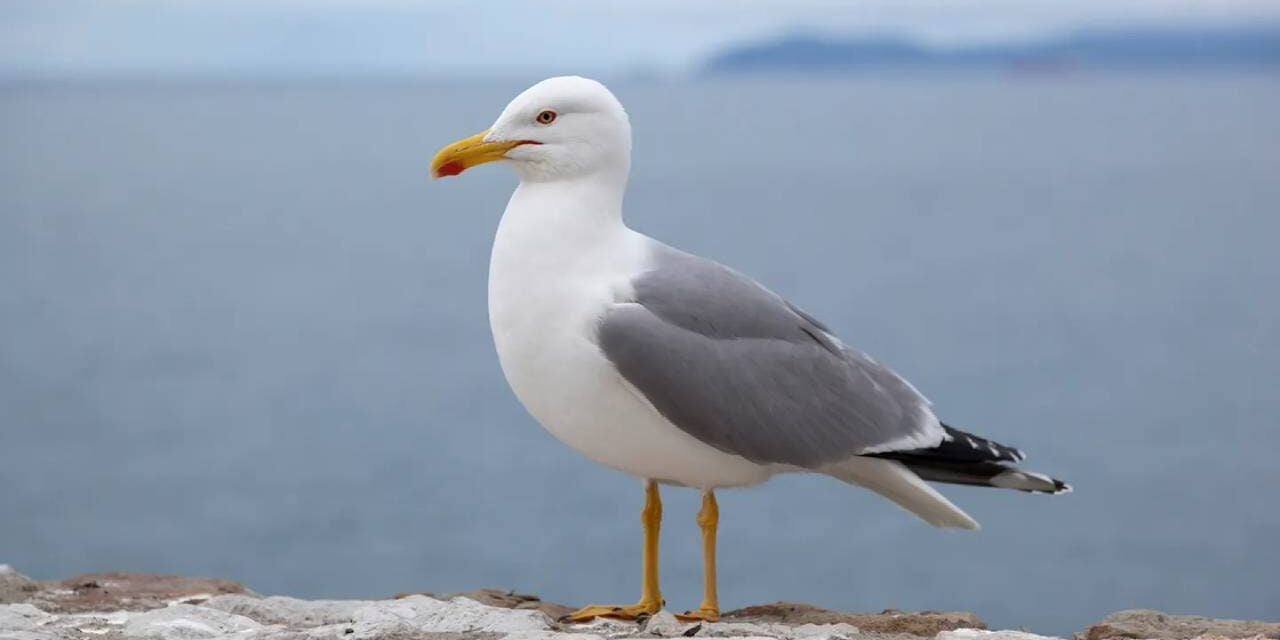 Food truck offers insurance policy after hungry birds cause issue among customers