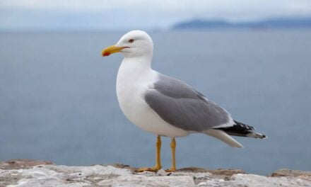 Food truck offers insurance policy after hungry birds cause issue among customers