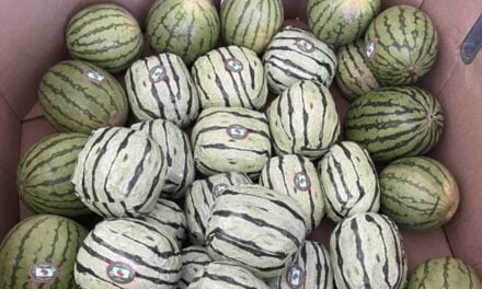 Methamphetamine disguised as shipment of watermelons seized at US-Mexico border in San Diego