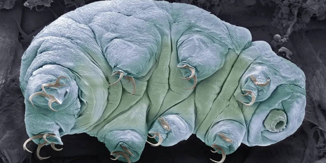 What are tardigrades and why are they nearly indestructible?