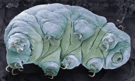 What are tardigrades and why are they nearly indestructible?