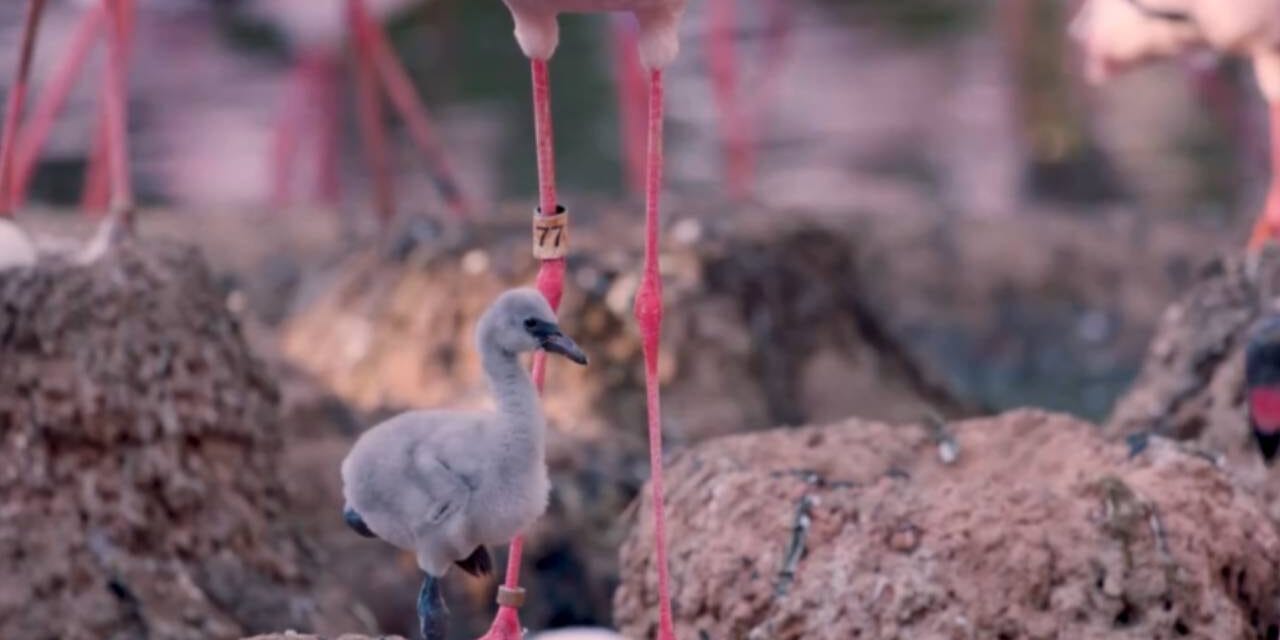 Same-sex flamingo couple at San Diego Zoo Safari Park hatch chick