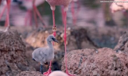 Same-sex flamingo couple at San Diego Zoo Safari Park hatch chick