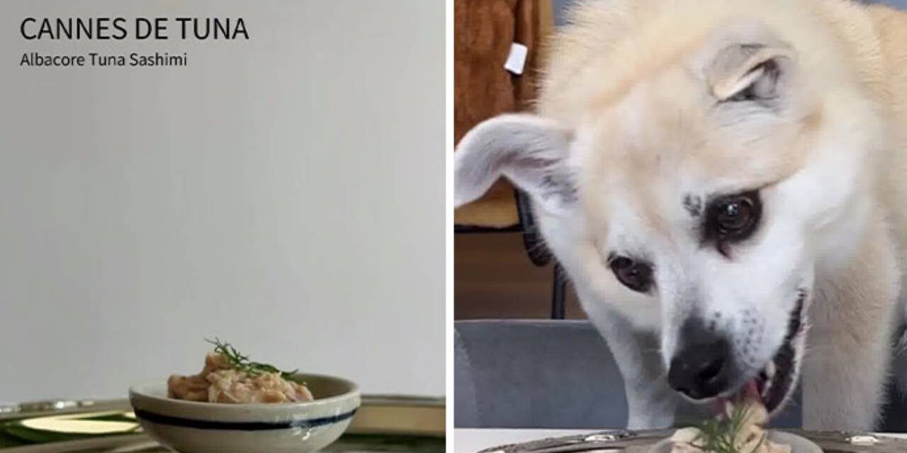 Owner Treats Her Dog To A 9-Course Meal At ‘Eleven Madison Bark’ For His 11th Birthday