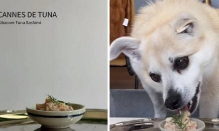 Owner Treats Her Dog To A 9-Course Meal At ‘Eleven Madison Bark’ For His 11th Birthday