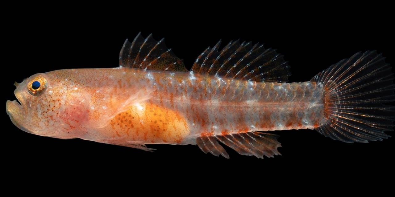 New ‘grumpy’ fish species discovered in the Red Sea