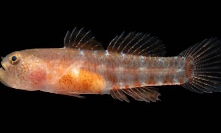 New ‘grumpy’ fish species discovered in the Red Sea