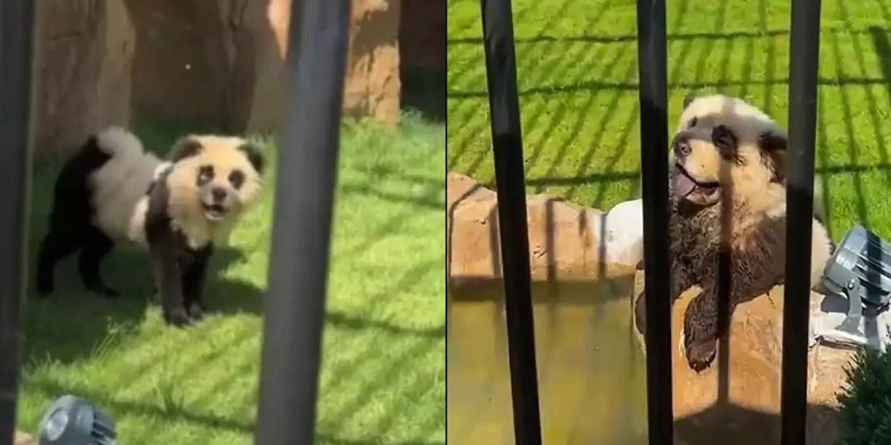 Zoo slammed after visitors realised ‘pandas’ weren’t what they thought when they started making noise