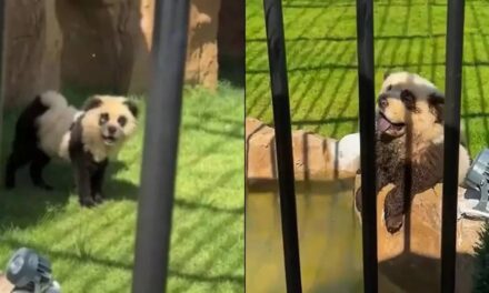 Zoo slammed after visitors realised ‘pandas’ weren’t what they thought when they started making noise