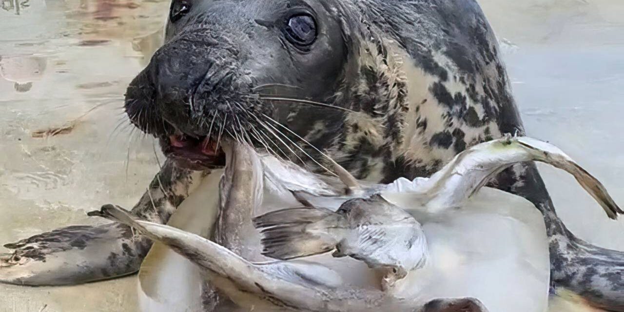 ‘Stubborn’ Seal Who Doesn’t Like to Work for Her Food Celebrates Milestone Birthday