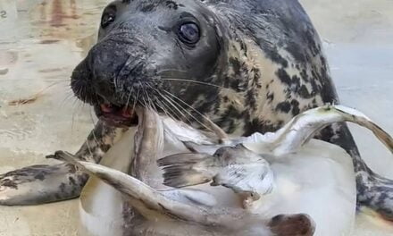 ‘Stubborn’ Seal Who Doesn’t Like to Work for Her Food Celebrates Milestone Birthday