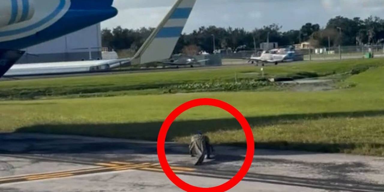 Large alligator wanders the tarmac at Florida airport