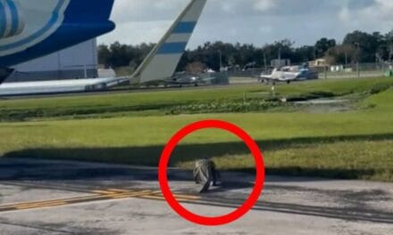 Large alligator wanders the tarmac at Florida airport