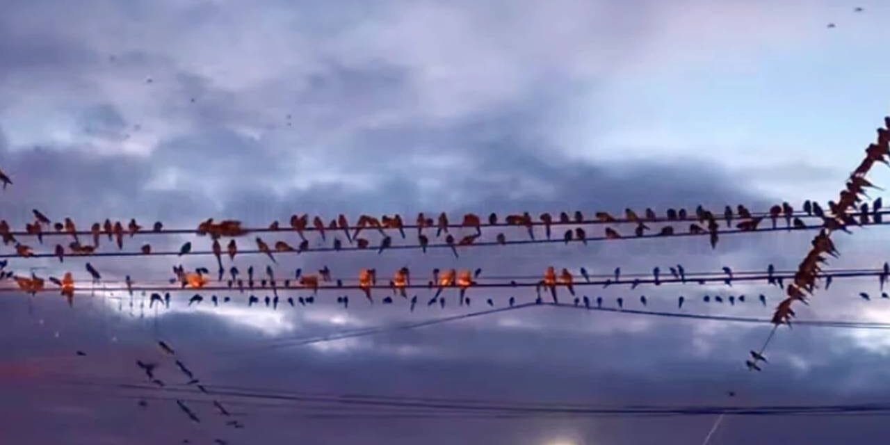 Argentinian Town Struggles to Cope with Yearly Parrot Invasion