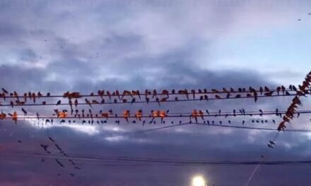 Argentinian Town Struggles to Cope with Yearly Parrot Invasion