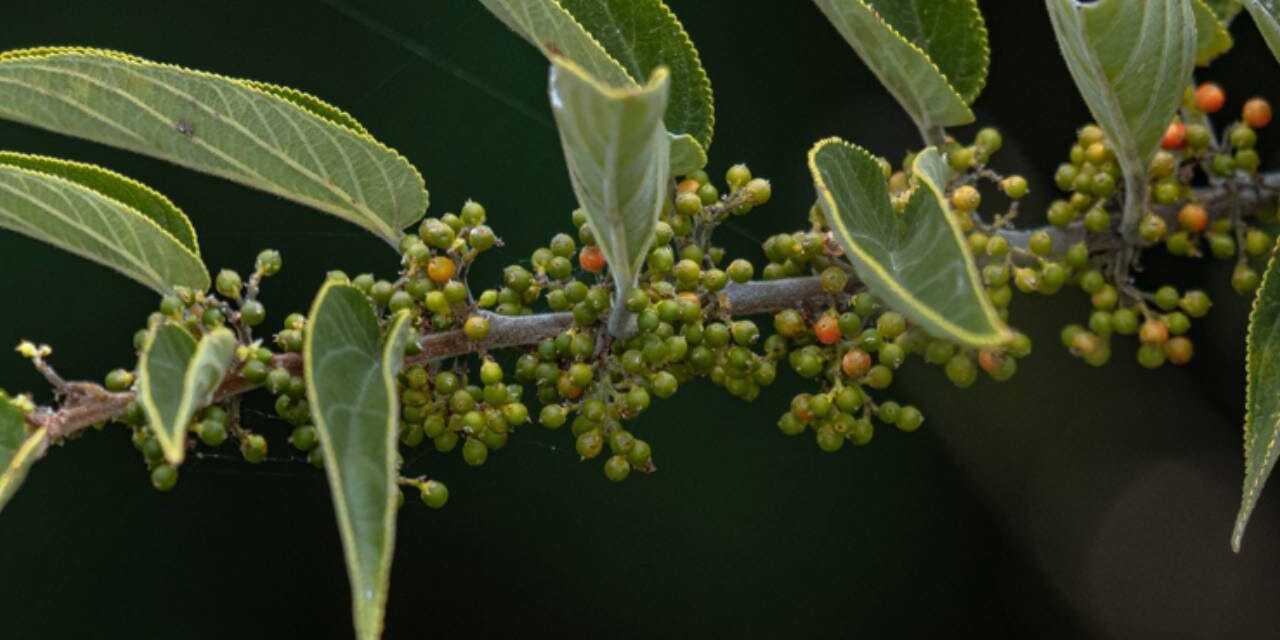 Scientists Found a Cannabis Compound Inside a Totally Different Plant