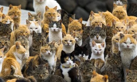 A Visit to Aoshima, a Japanese ‘Cat Island’