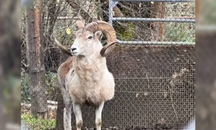 Man Gets Prison Sentence for Cloning Giant Sheep