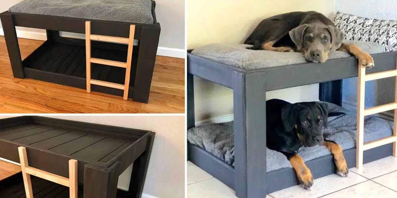 A Dog Bunk Bed Is A Stylish Way To Save Space In Smaller Homes