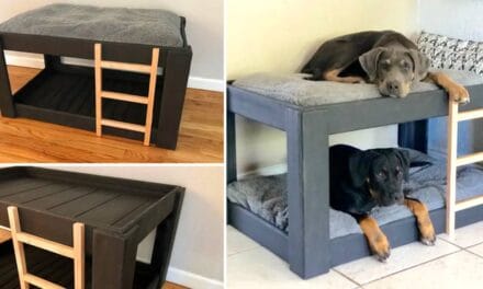 A Dog Bunk Bed Is A Stylish Way To Save Space In Smaller Homes