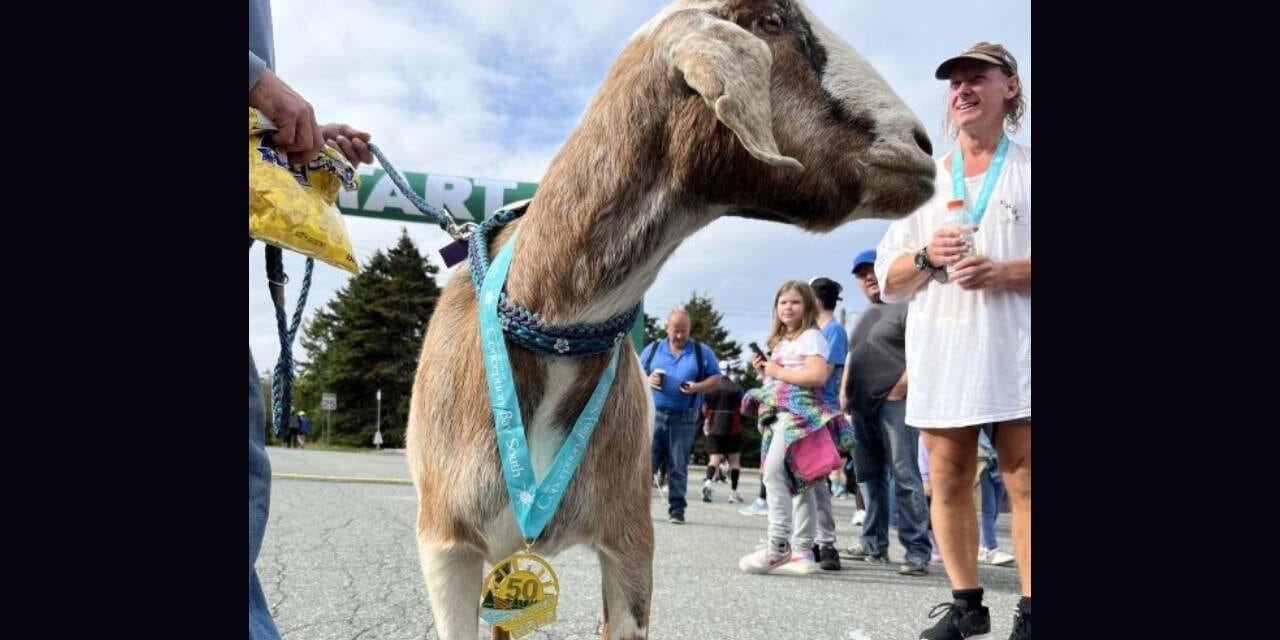 Escaped goat joins half-marathon in Canada