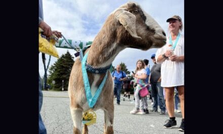 Escaped goat joins half-marathon in Canada