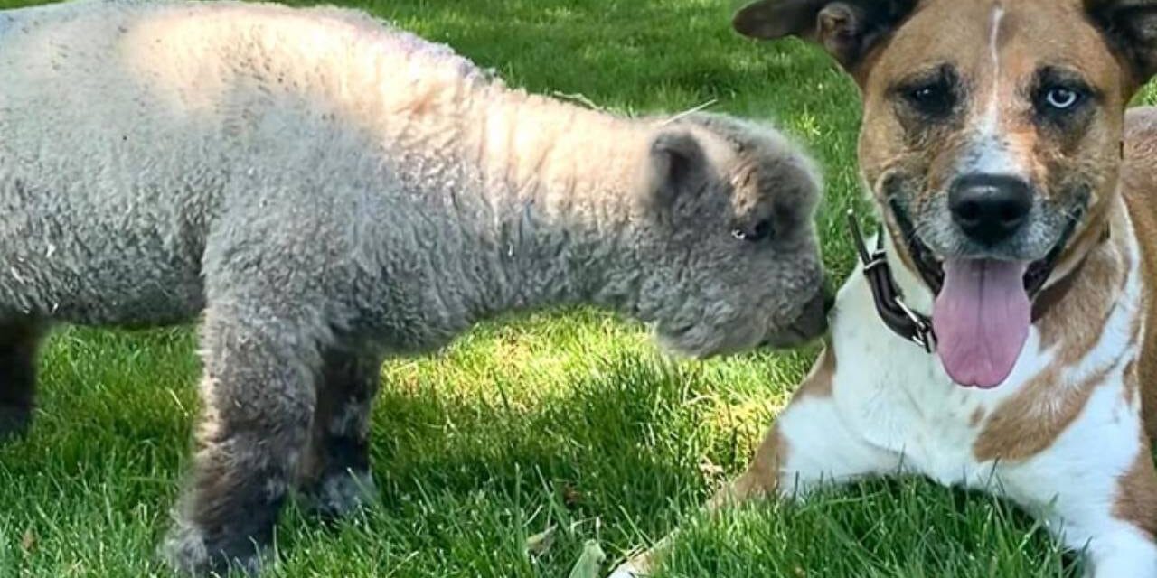 People Online Can’t Get Enough Of This Lamb Who Was Rejected By Her Mom And Was Raised By Dog