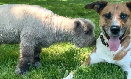 People Online Can’t Get Enough Of This Lamb Who Was Rejected By Her Mom And Was Raised By Dog