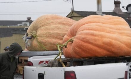 Pumpkin weighing 2,471 pounds wins California contest