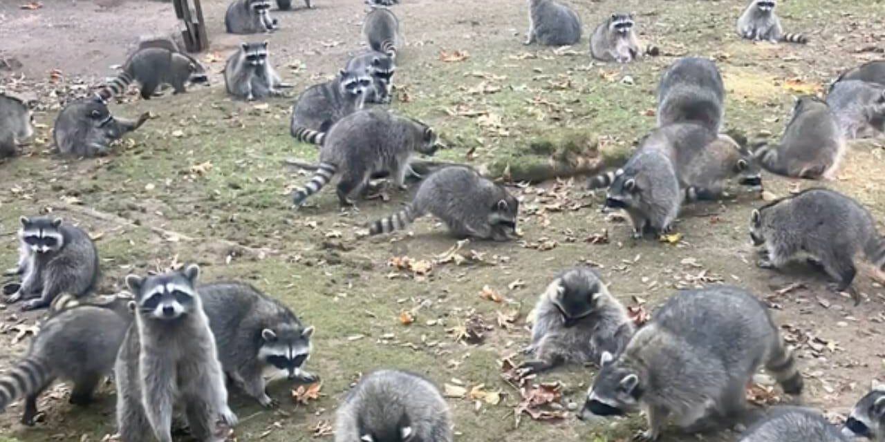 Washington state woman calls 911 after being hounded by up to 100 raccoons