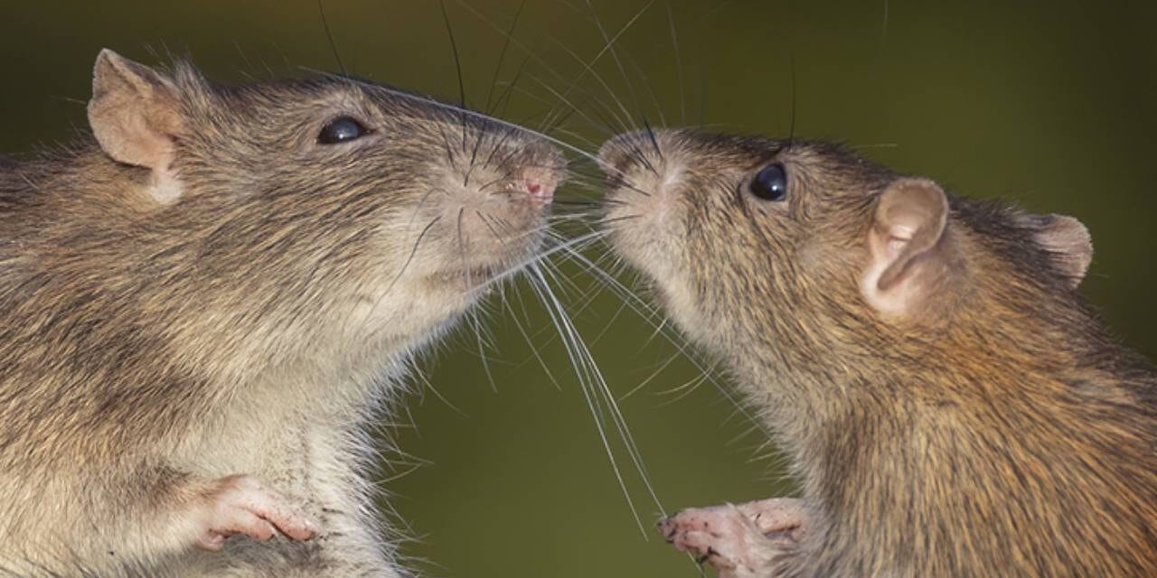 These ‘Jedi Rats’ Have an Invisible Trick That Can Move Matter Remotely